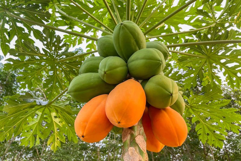 Carica papaya
